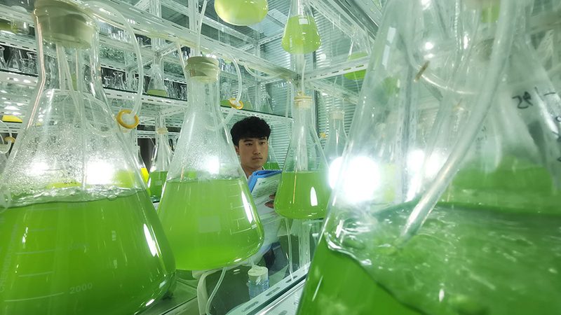 细胞工厂搭建：从蓝图到生产的五大关键步骤